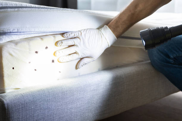 Best Pest Prevention Services  in Dundee, OR